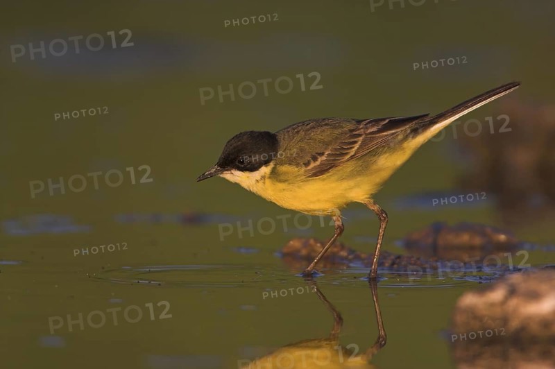 Western Yellow Wagtail (Motacilla flava feldegg), Lesvos, Greece
