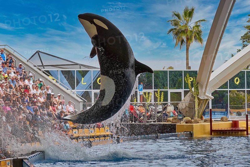 An orca performs an impressive leap out of the water in front of an eagerly watching audience, Orca (Orcinus orca), whale, killer whale, orca show, Loro Parque, Puerto de la Cruz, Tenerife, Canary Islands, Spain