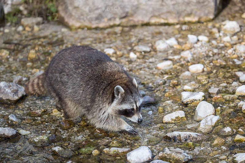 One Raccoon, procyon lotor, looking for food between the pebbles in shallow water