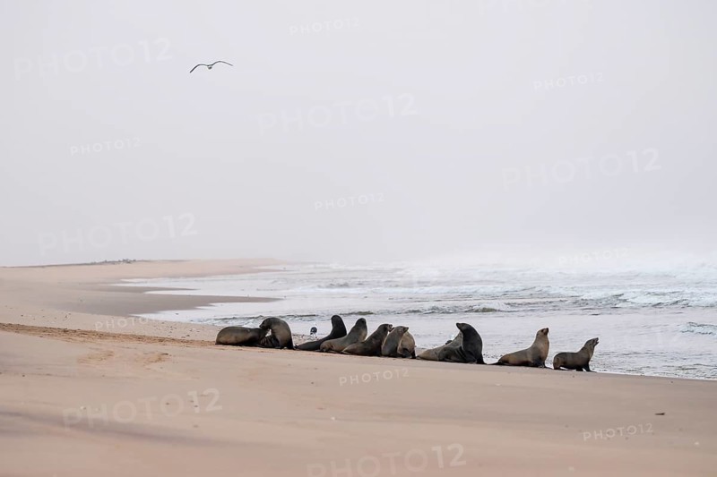 Group of dwarf fur seals (Arctocephalus pusillus) on the beach, Atlantic coast, Namib Naukluft Park, Namib Desert, Namibia