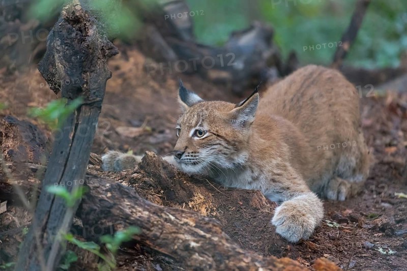 One young animals Eurasian lynx, (Lynx lynx), lying on dead brown leaves on a forest floor