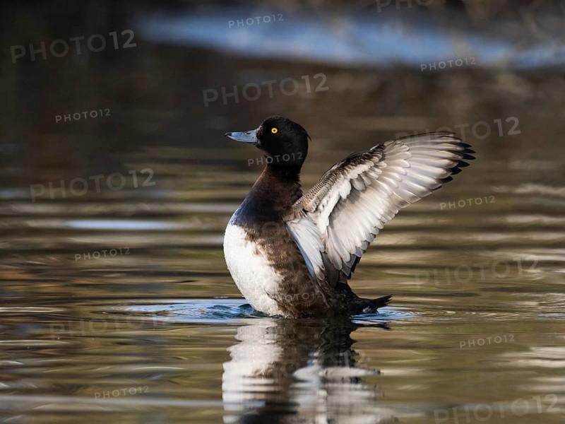 Tufted Duck, (Aythya fuligula), female bird on a lake, flapping its wings after preening, Hesse, Germany
