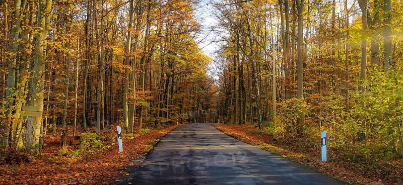An asphalted road through an autumnal forest with colorful leaves in sunlight, Weismain, Upper Franconia
