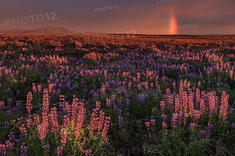 Volcanic crater reflected in stream, lava field, cloudy mood, midnight sun, summer, Burfellshraun, North Iceland, Iceland