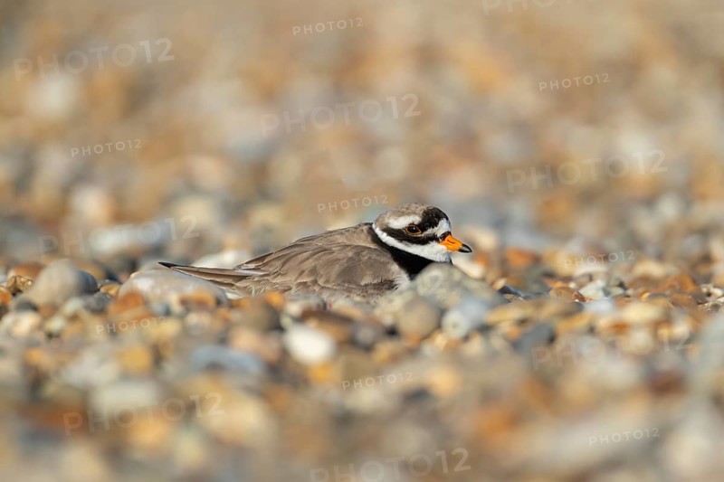Ringed plover (Charadrius hiaticula) adult wading bird resting on a shingle beach, Suffolk, England, United Kingdom