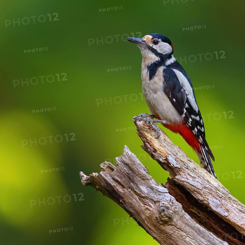 Great spotted woodpecker (Dendrocopos major) Picoides major, Pic Èpeiche, Pico Picapinos, forest, Hassloch, Rhineland-Palatinate, Germany