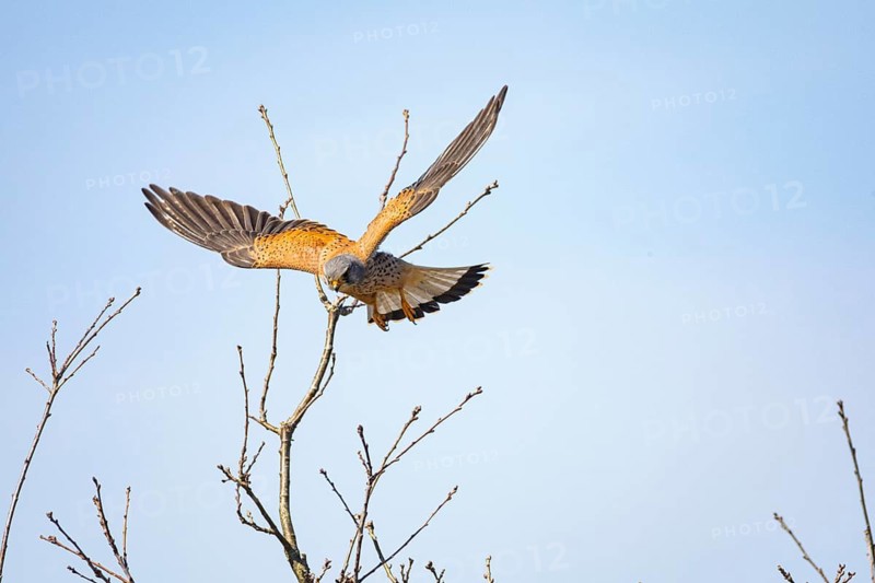 Kestrel (Falco tinnunculus) Germany