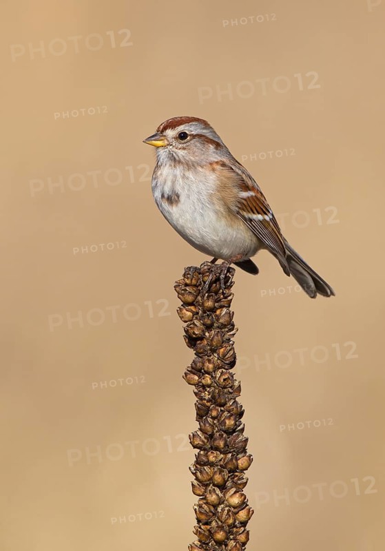 American Tree Sparrow