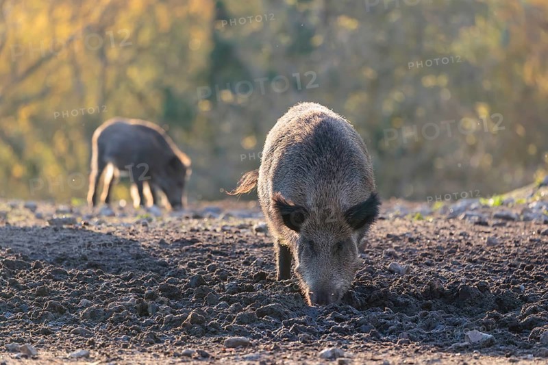 Two wild boar (Sus scrofa) search for food in a clearing backlit by the sun. An autumnal forest can be seen in the background. Bavaria, Germany