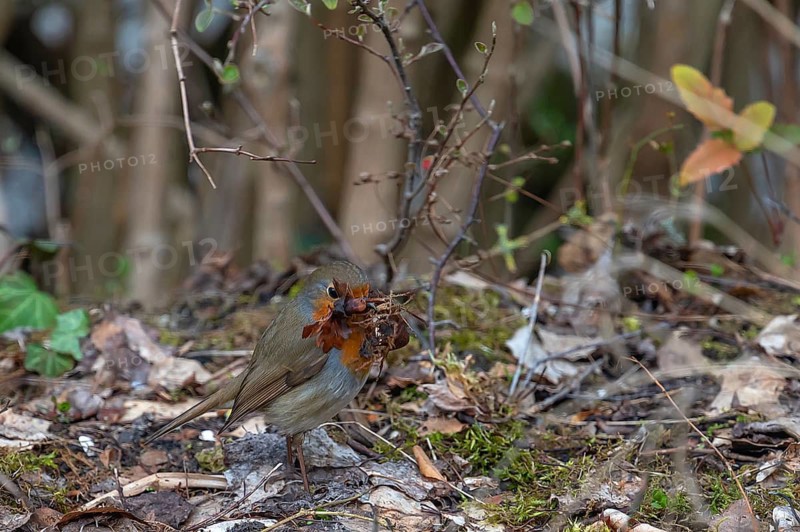 Robin (Erithacus rubecula) collecting for its nest, Bavaria, Germany