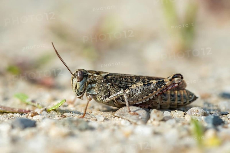 Acrididae, Caelifera, Calliptamus italicus, Field Locusts, Grasshoppers, Italian Locust, Italian Beautifier, Short-feeler, Grasshoppers, Locusts, Insects, Beautifier