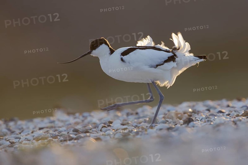 Pied Avocet (Recurvirostra avosetta), Texel, Netherlands