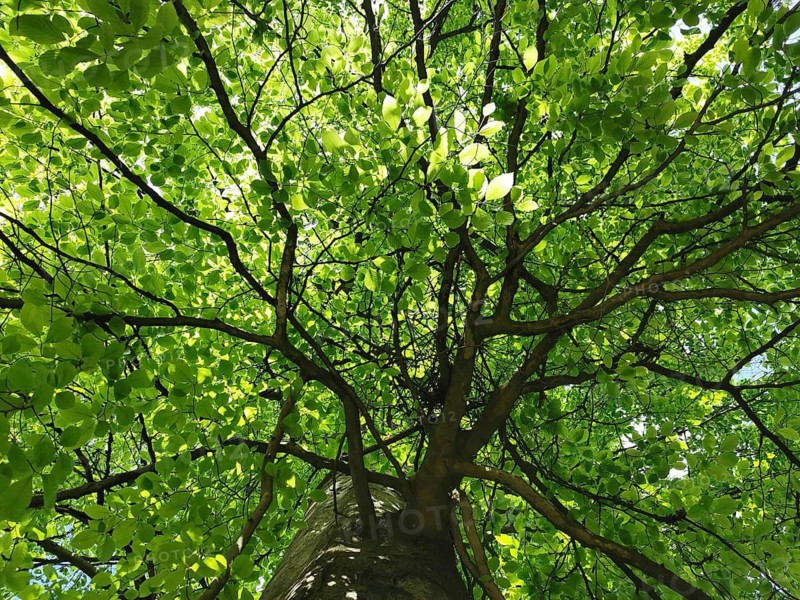 Looking up at the green treetop of a sprawling tree with sunlight, hiking on the Rennsteig, Thuringian Forest nature park Park