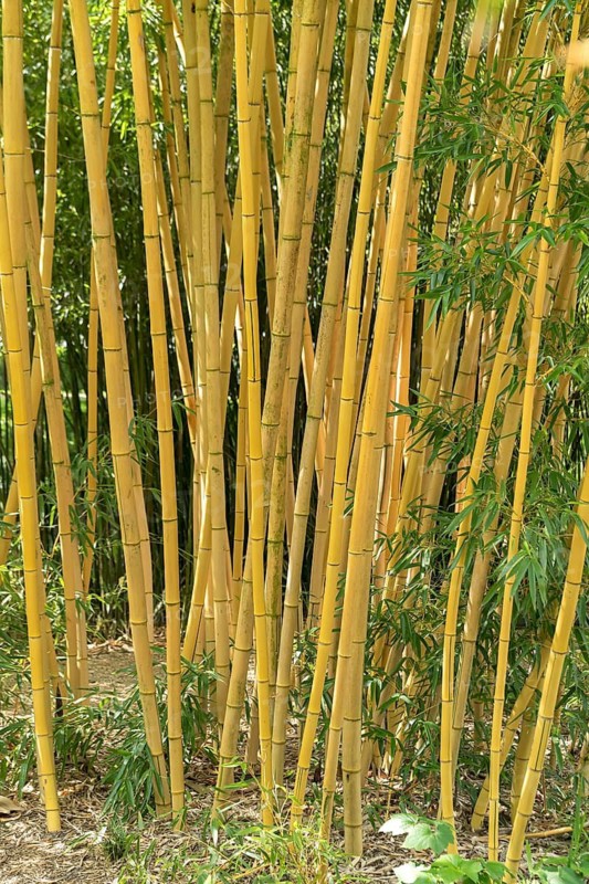 Golden flat bamboo (Phyllostachys aurea 'Koi'), Schloss Dyck, Germany