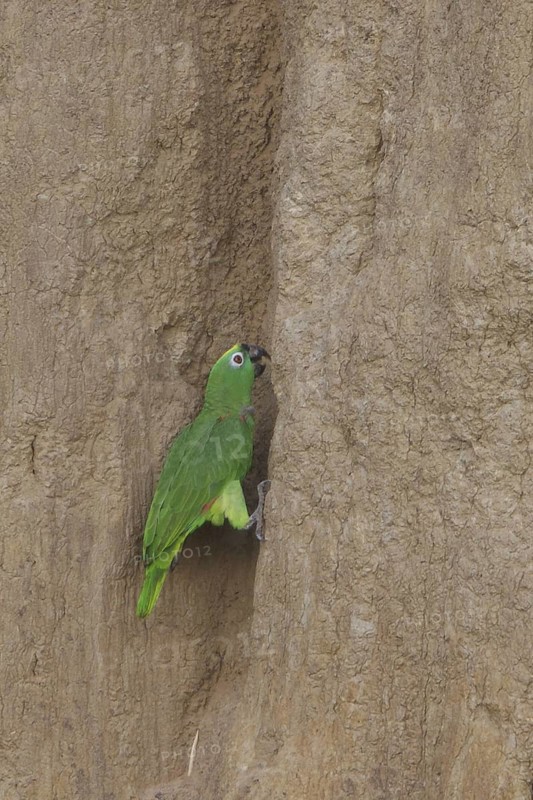 Yellow-crowned Amazon (Amazona ochrocephala), Manu National Park, Peru
