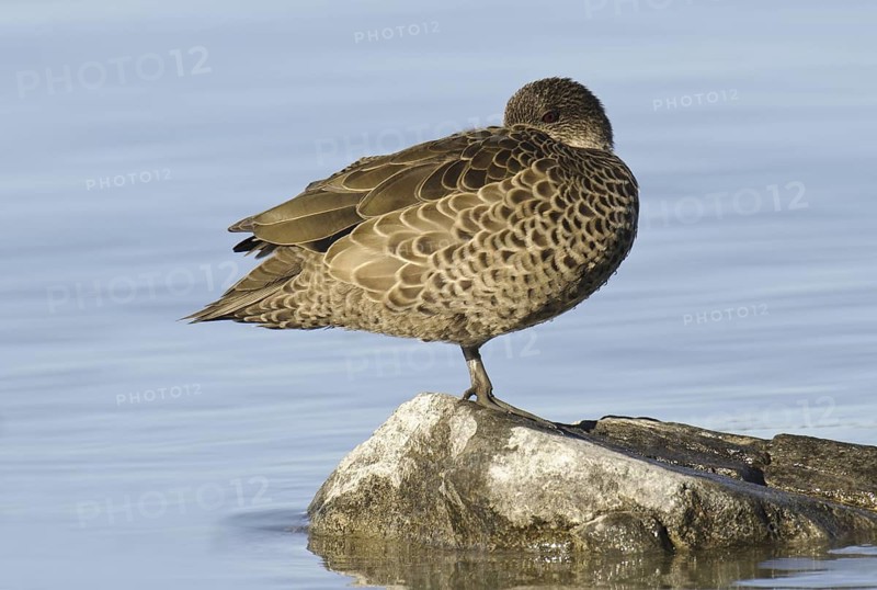 Grey Teal (Anas gracilis), New Zealand