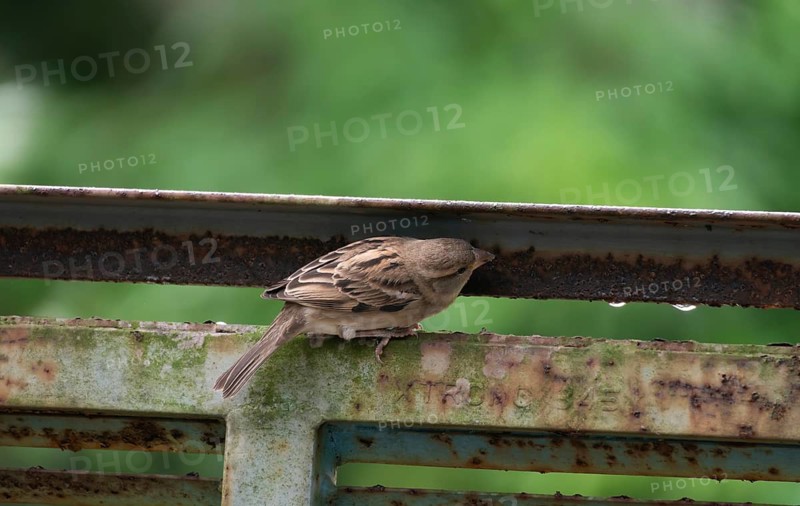 A house sparrow (Passer domesticus), Gazipur, Bangladesh