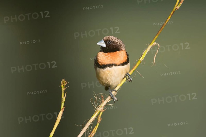 Chestnut-breasted Mannikin (Lonchura castaneothorax) perched on a twig, Queensland, Australia
