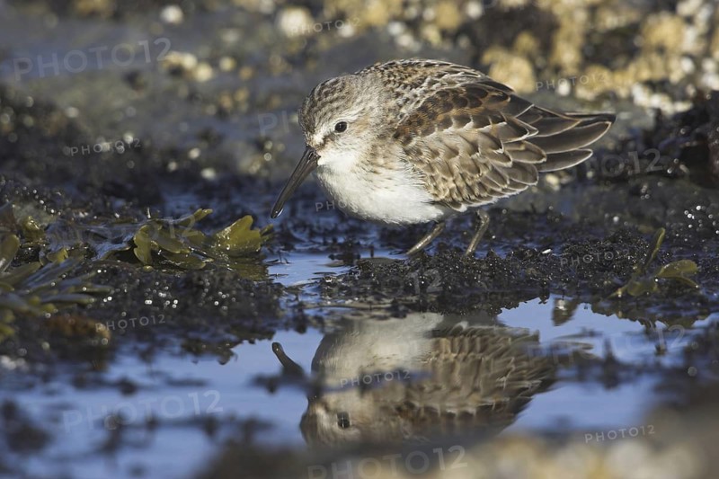 Western Sandpiper (Calidris mauri), British Columbia, Canada