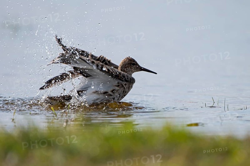 Ruff (Philomachus pugnax), bathing, backlit, Ochsenmoor, Dümmer, Lemförde, Lower Saxony, Germany