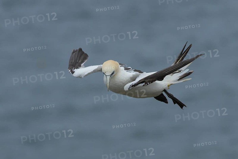 Northern gannet (Morus bassanus) adult bird in flight, Yorkshire, England, United Kingdom