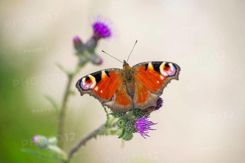 European peacock butterfly (Aglais io) sitting on a flower and drinking nectar, Upper Palatinate, Bavaria, Germany