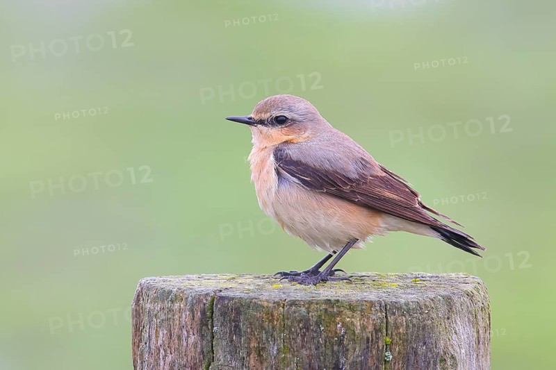 Wheatear (Oenanthe oenanthe) adult female, Red List Category 1, endangered, wildlife, long-distance migrant, songbird, migratory bird, nature photography, Hüde, Ochsenmoor, Lake Dümmer, Lower Saxony, Germany
