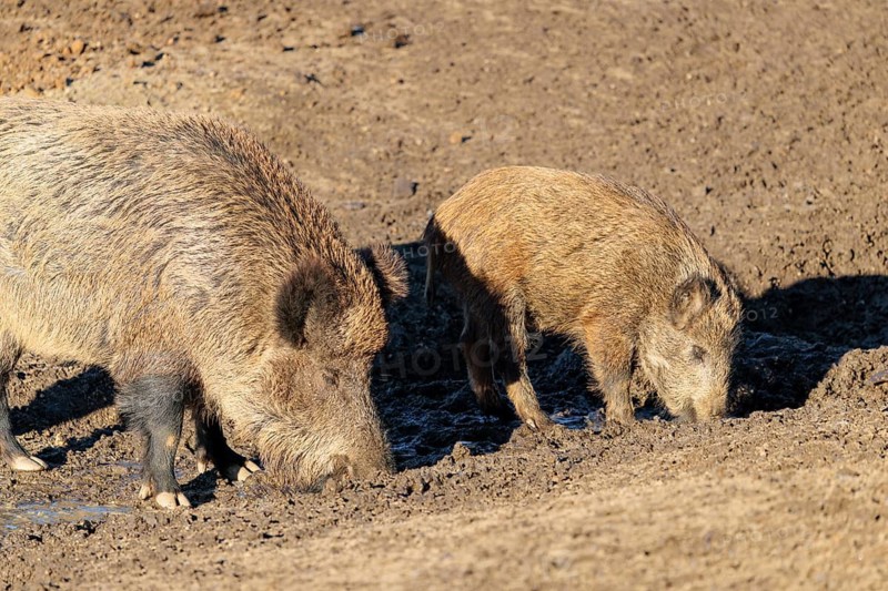 Two wild boars (Sus scrofa) drink water from the inlet of a small pond