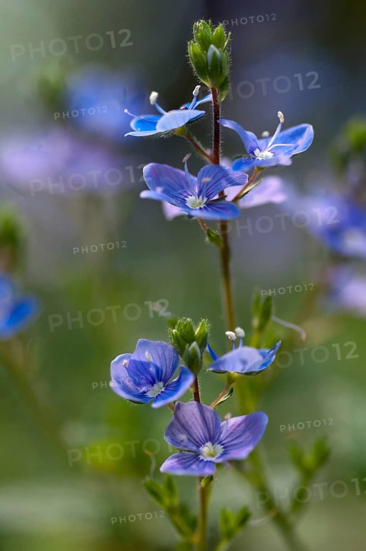 Honorary prize, female bite, gamander honor prize, cat's eye, loyal to men, plantaginaceae, Veronica chamedrys, plantain plants, wild forget-me-not, bird's-eye speedwell, flora, germander speedwell, high size, portrait format, plants, plants