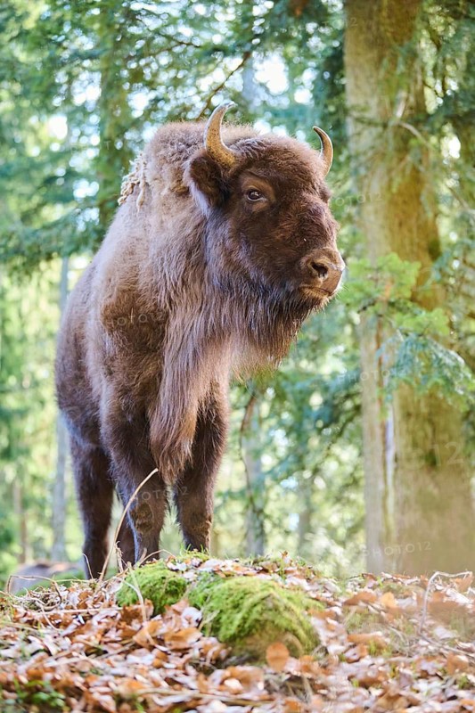European bison (Bison bonasus) in a forest in spring, Bavarian Forest, Germany