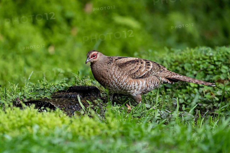 Mrs. Hume's Pheasant (Syrmaticus humiae) female perched on the ground, Yunnan, China