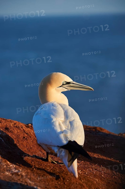 Northern gannet (Morus bassanus) standing on the cliff at sunset with the sea in the background, wildlife, Helgoland, Germany