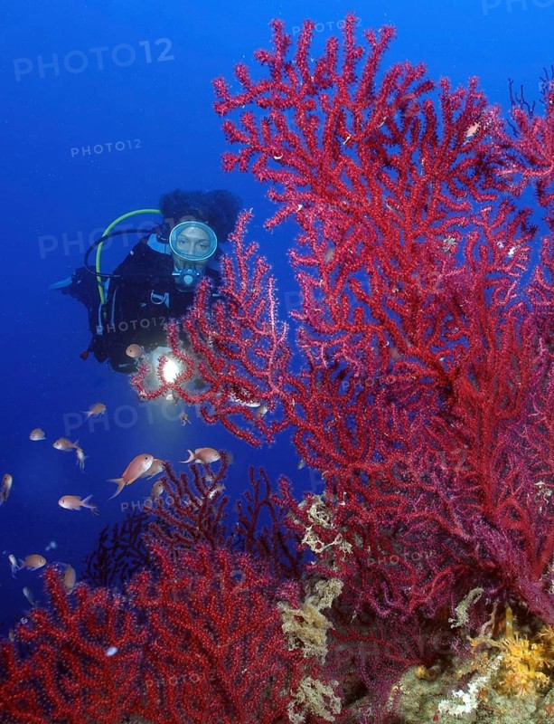 Diver looking at blood-red fan coral (Paramuricea clavata) Horn coral Red gorgonian Mediterranean fan coral with outstretched polyps filters plankton from ocean current, Mediterranean Sea