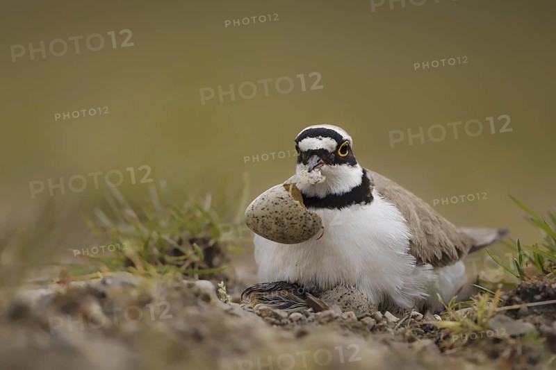Little Ringed Plover (Charadrius dubius) juvenile eggs