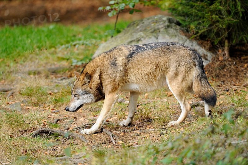 A wolf sniffs attentively for tracks on the forest floor, Eurasian wolf (Canis lupus lupus), Bavarian Forest National Park