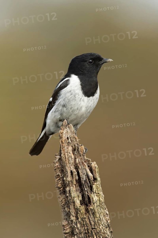 Hooded Robin (Melanodryas cucullata) male, Victoria, Australia