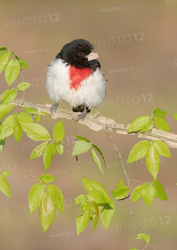 Rose-breasted Grosbeak (Pheucticus ludovicianus) male perched on a branch, Texas, USA