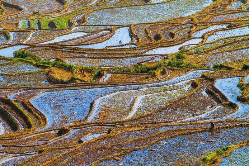 Celestial Stairs — The Yuanyang Rice Terraces in Yunnan, China, carved by the Hani people over 1, 300?years, form a UNESCO-listed landscape covering about 16, 603?hectares (166?km²), stretching from roughly 140?m to 2, 940?m in elevation, with over 3, 000 terraced steps in the main scenic areas, where water, light, and tradition exist in perfect harmony between humans and nature