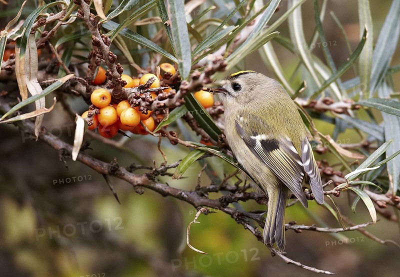 Goldcrest (Regulus regulus), Schleswig-Holstein, Germany