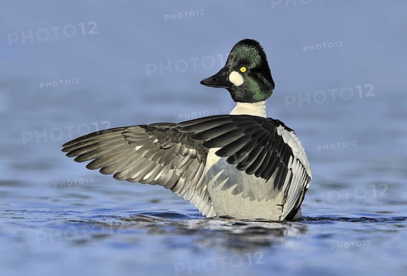 Common Goldeneye (Bucephala clangula) male, British Columbia, Canada