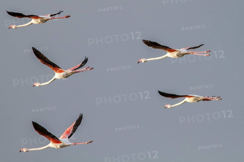 Greater Flamingo (Phoenicopterus roseus), flock in flight, Castile-La Mancha, Spain