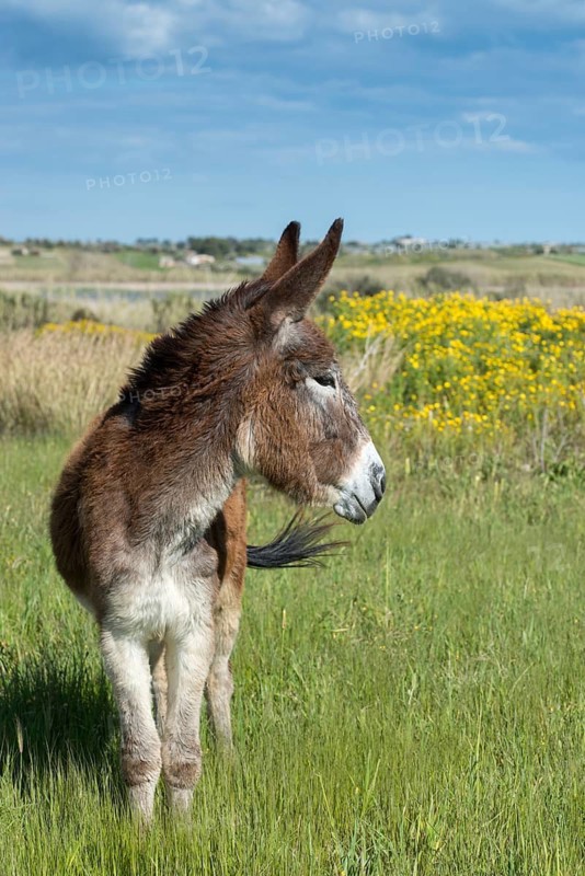 Donkey, Equus Asinus, Donkey, Even Toed Ungulate, Granelli, House Donkey, Italy, Odd Toed Ungulates, Pantani Cuba and Longarini, Perissodactyla, Ragusana Donkey, Migratory Bird Sanctuary, Pantani Cuba & Longarini, Domesticated Animals, Pet, High Size, Portrait, Italy, Mammals, Sicily, Foundation for biodiversity, mammals, ungulates
