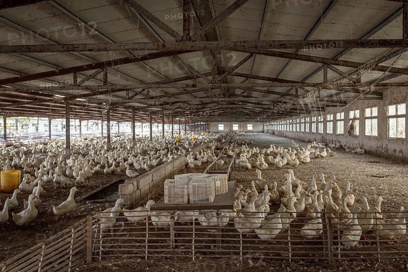 Ducks ready for slaughter at the duck breeding station Jiang Su Xiang Gui Breeding Co. Ltd, Xiang Shui County, China