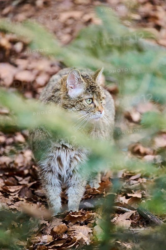 European wildcat (Felis silvestris silvestris) in a forest, Bavaria, Germany