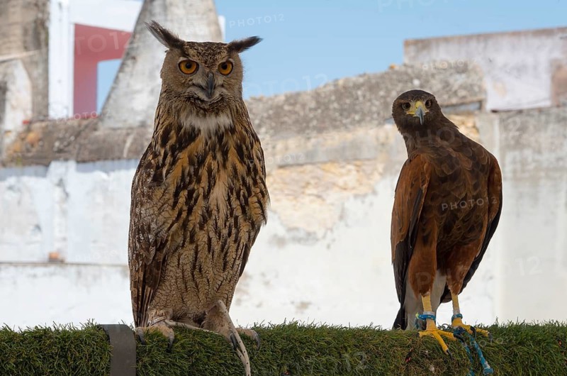Eurasian Eagle-owl and goshawk next to each other on vegetation in front of dilapidated building in daylight, captivity, Arcos de la Frontera, Cadiz province, Cadiz, Andalusia, Spain