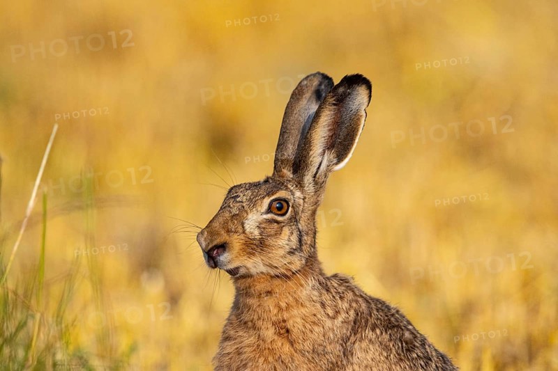 European hare (Lepus europaeus) Germany