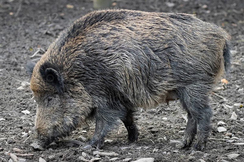 A wild boar sow stands in her forest enclosure in an animal park, Tierpark, Weilburg, Hesse, Germany