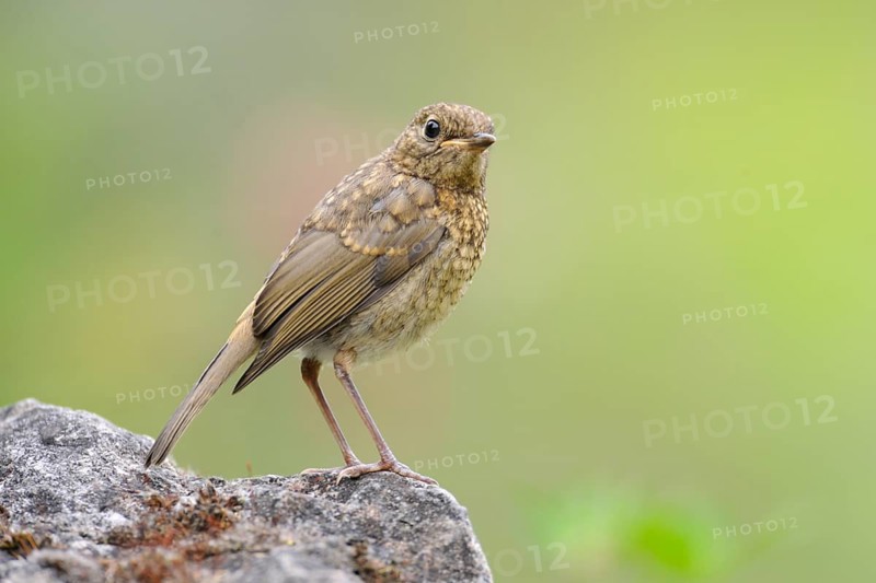 European Robin (Erithacus rubecula) juvenile, North Rhine-Westphalia, Germany