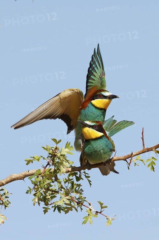 European Bee-eater (Merops apiaster), France