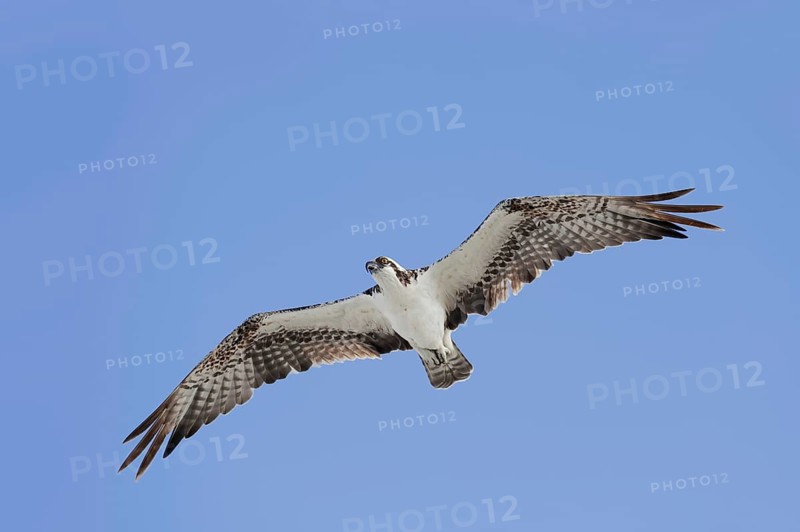 Western osprey (Pandion haliaetus) in flight, Everglades National Park, Florida, USA